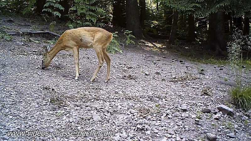 chevrette pleine de mouches